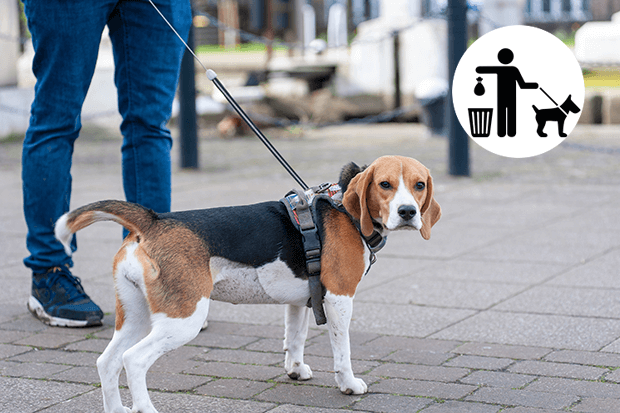 hond aan de lijn met icoon poep opruimen